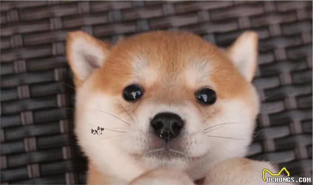 家里母柴犬生小柴该怎么接生？有什么注意事项？