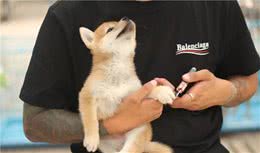 家里母柴犬生小柴该怎么接生？有什么注意事项？