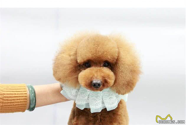 辟谣！别再给狗狗剃毛啦，小心换上皮肤病