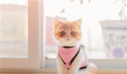 新手最容易养的几种猫，还有哪些是不太建议喂养的