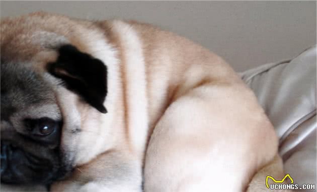 巴哥犬睡觉的地方，反映出与你的感情，你家的一般睡哪？