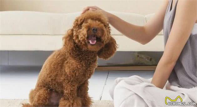 有人说泰迪犬不好养？泰迪：“风评被害”