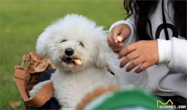 有人说泰迪犬不好养？泰迪：“风评被害”