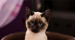 养这几种猫，一定不能给猫剃毛，因为剃了猫会“糊”