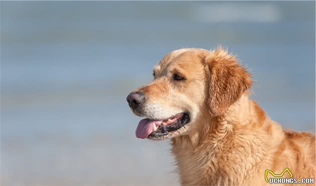 我就是我，趣谈世界名犬