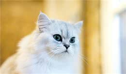 波斯猫的眼睛为什么一蓝一黄？
