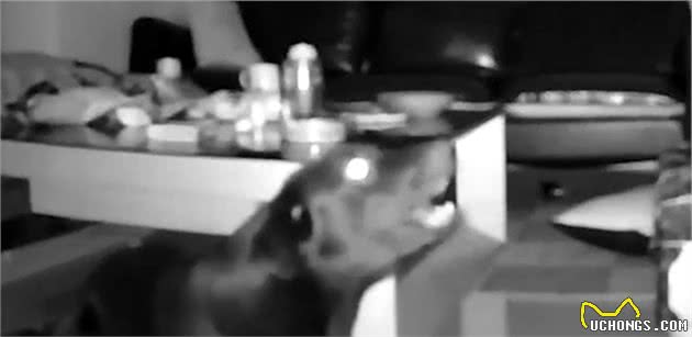 狗狗病发不停抽搐，但看到主人回家，立刻像没事一样开心迎接
