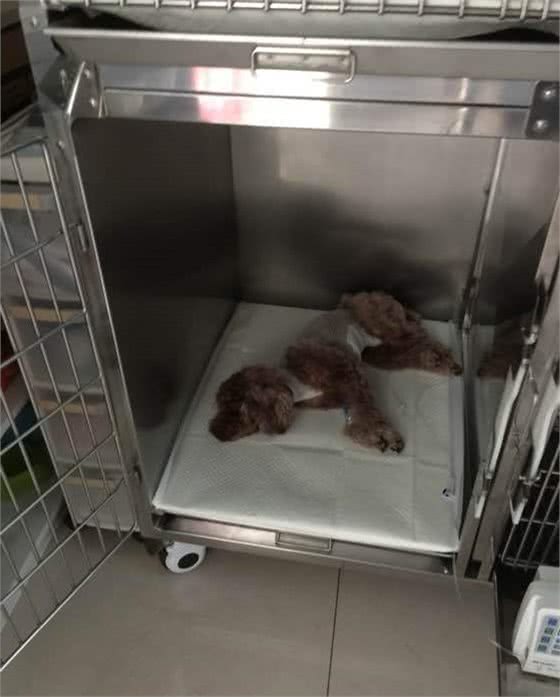 狗狗得了肾病，全都要怪狗粮？那你这个宠主也太不合格了