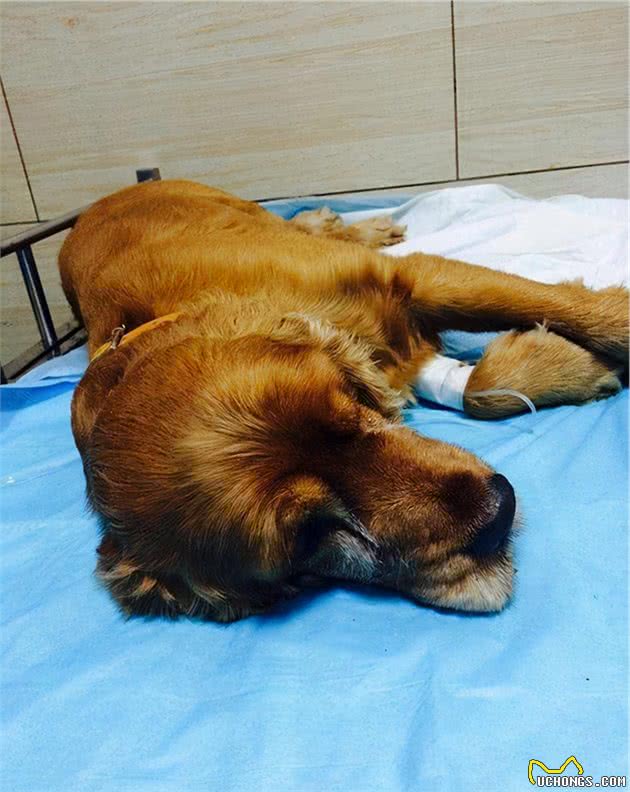 狗狗得了肾病，全都要怪狗粮？那你这个宠主也太不合格了