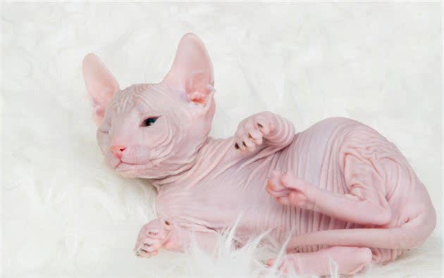世界上长相最奇怪的猫—斯芬克斯无毛猫