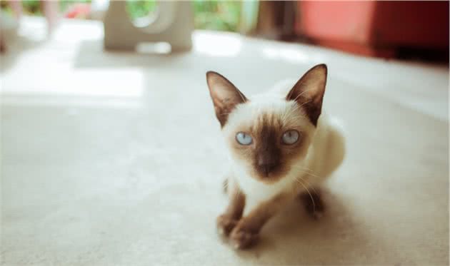 世界上长相最奇怪的猫—斯芬克斯无毛猫