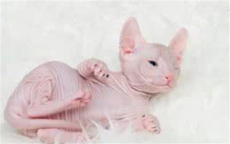 世界上长相最奇怪的猫—斯芬克斯无毛猫