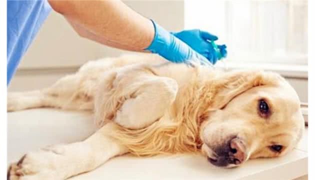 8种狗狗不舒服的行为，你读懂它了吗？