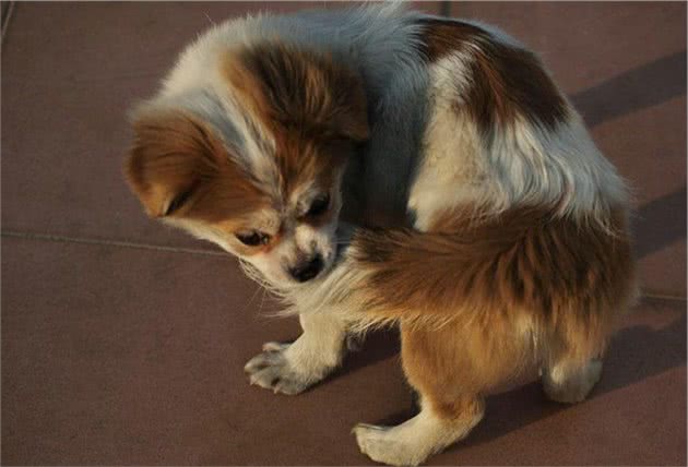 8种狗狗不舒服的行为，你读懂它了吗？