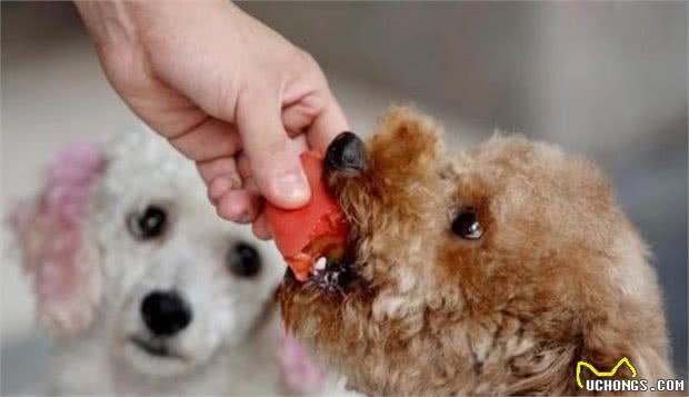 8种狗狗不舒服的行为，你读懂它了吗？