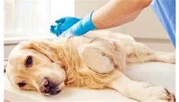 8种狗狗不舒服的行为，你读懂它了吗？