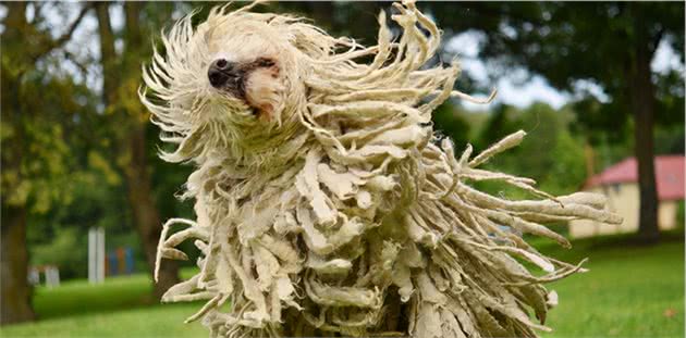 「宠物推荐」9种不脱毛的大型犬