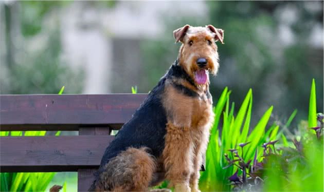 「宠物推荐」9种不脱毛的大型犬