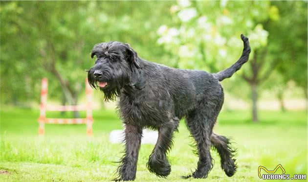 「宠物推荐」9种不脱毛的大型犬