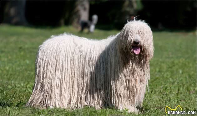 「宠物推荐」9种不脱毛的大型犬