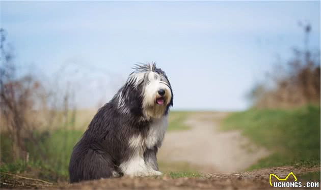 「宠物推荐」9种不脱毛的大型犬