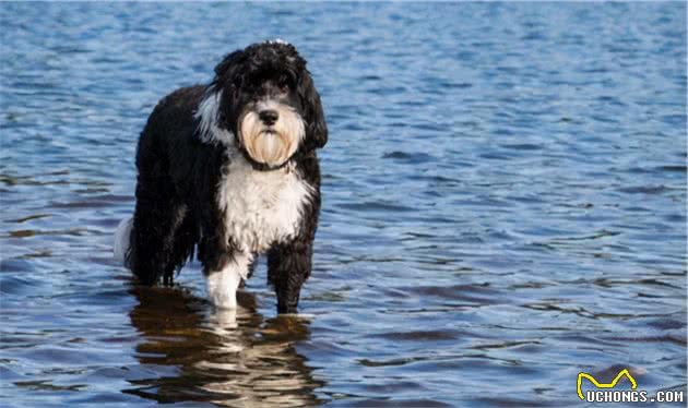 「宠物推荐」9种不脱毛的大型犬