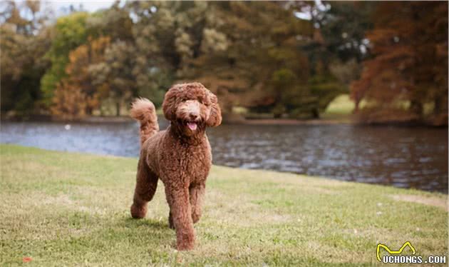 「宠物推荐」9种不脱毛的大型犬