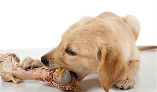 狗狗可以吃生肉，狗狗不能吃生肉到底能否给狗狗喂食生肉呢？
