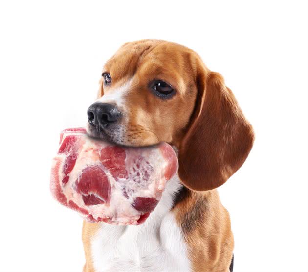 狗狗可以吃生肉，狗狗不能吃生肉到底能否给狗狗喂食生肉呢？