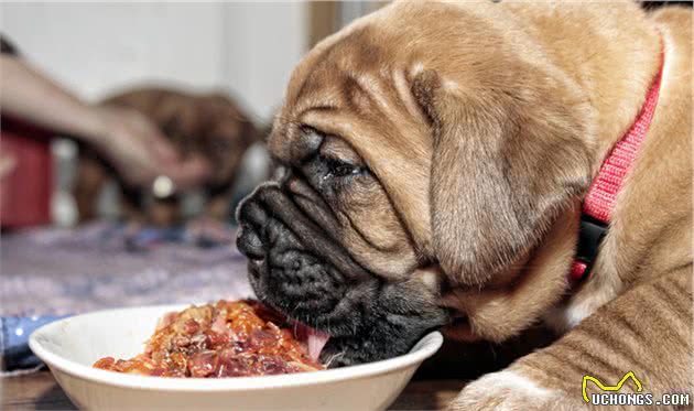 狗狗可以吃生肉，狗狗不能吃生肉到底能否给狗狗喂食生肉呢？