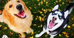 金毛犬这7个信号，其实是在向你“表白”，别傻傻站着了