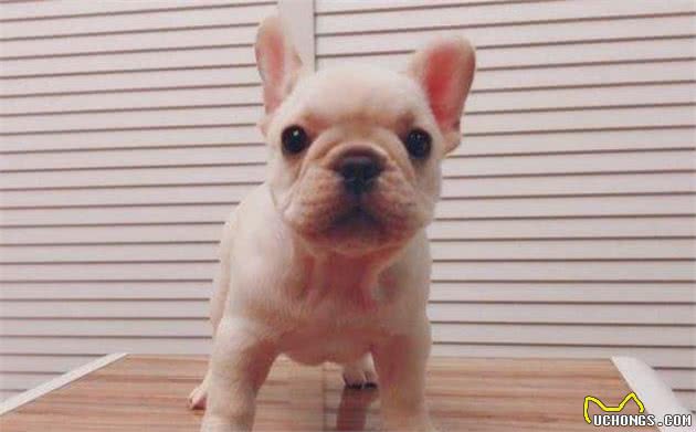 给狗狗洗澡要注意些什么？家里有狗的人赶紧来