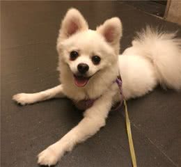 了解狗狗的5种条件反射，训练起来更简单