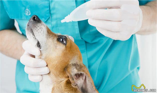 狗狗眼屎变多、眼泪多、充血是上火导致？辟谣：是结膜炎在作怪