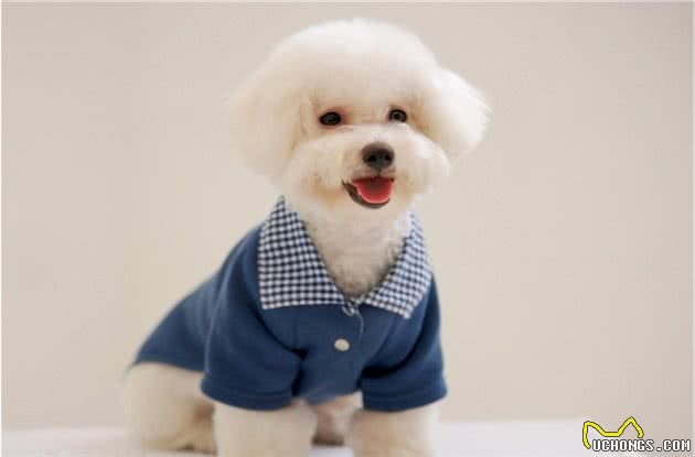 比熊犬训练的6个基本动作，你家会几个？