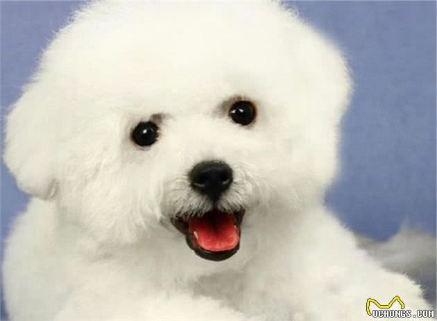 比熊犬训练的6个基本动作，你家会几个？