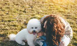 比熊犬训练的6个基本动作，你家会几个？