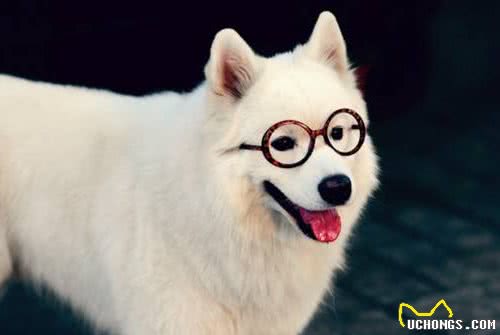 犬界中“体味最轻”的8种狗，很适合陪伴，有你家狗狗吗？