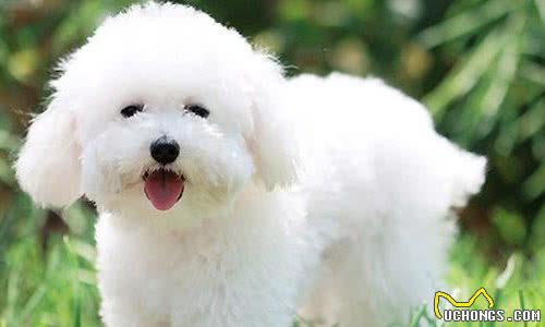 犬界中“体味最轻”的8种狗，很适合陪伴，有你家狗狗吗？