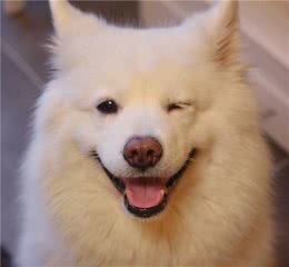 犬界中“体味最轻”的8种狗，很适合陪伴，有你家狗狗吗？