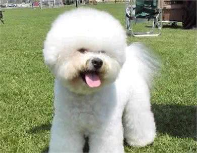 比熊犬，不仅外貌优雅高贵，而且它还有很多，让你喜欢的优点？