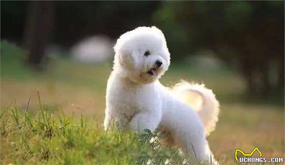 比熊犬，不仅外貌优雅高贵，而且它还有很多，让你喜欢的优点？