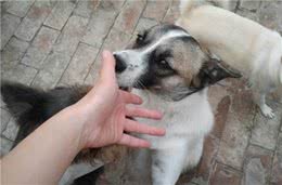 狗狗喜欢闻你的味道，竟隐藏了这些秘密