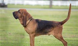 寻根问祖系列（123）：寻血猎犬（bloodhound）