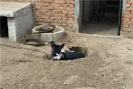 看家是中华田园犬的本能？因为这4个原因让它无比忠诚！