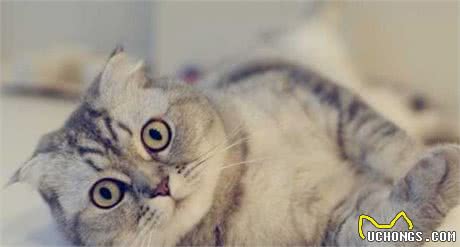 世界上最小的猫长什么样？