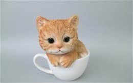世界上最小的猫长什么样？