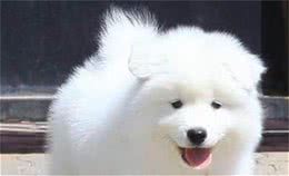 新手饲养萨摩耶幼犬应该注意什么