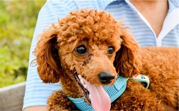泰迪犬这些小动作有什么含义？铲屎官都懂