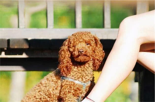 泰迪犬这些小动作有什么含义？铲屎官都懂